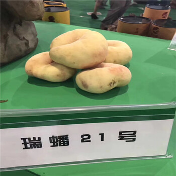 哪里批发矮化M26苹果苗