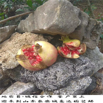 紅玫瑰李子苗便宜報價，紅玫瑰李子苗掛果時間