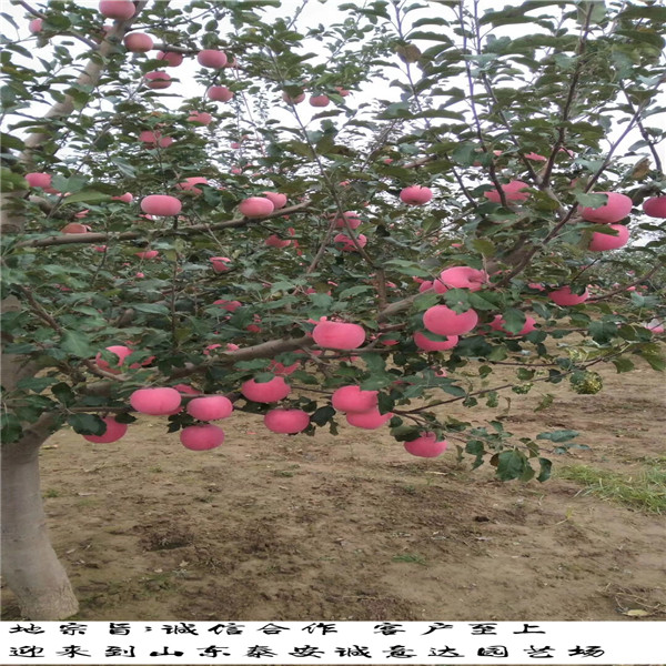 天津红桥2001富士苹果苗种植时间