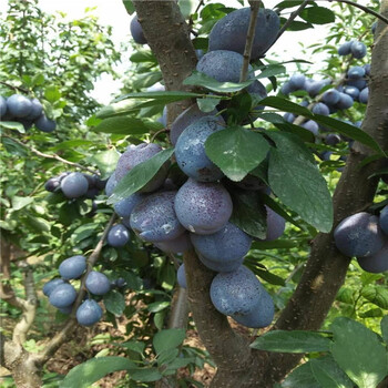 紫陶芬无花果苗育苗资讯，紫陶芬无花果苗多少钱一棵