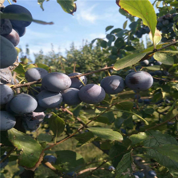 绿宝石蓝莓苗育苗批发，绿宝石蓝莓苗哪里卖的便宜