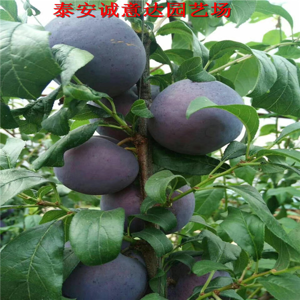 广东梅2年福丽苹果苗成熟时间