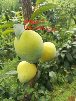 麗莎無(wú)花果苗哪里賣(mài)的便宜