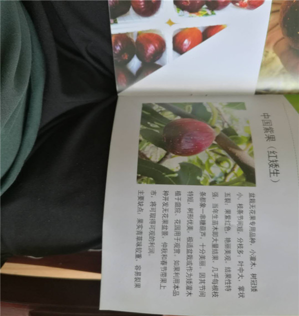 日本紫果无花果苗技术
