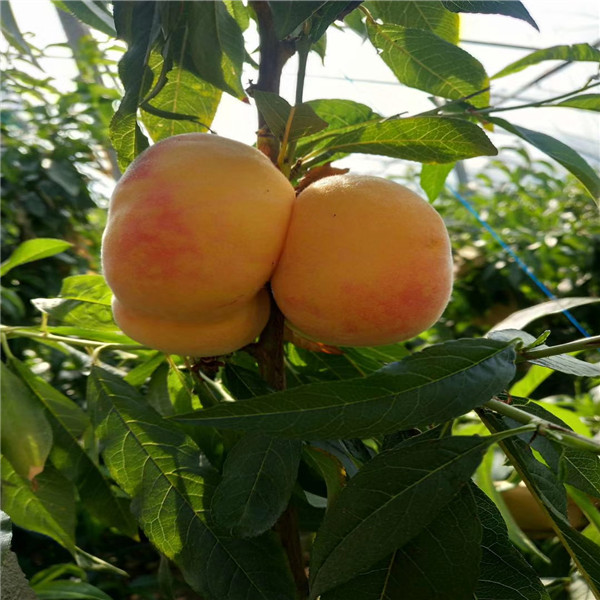 福丽苹果树苗价格更新，福丽苹果树苗多少钱一棵