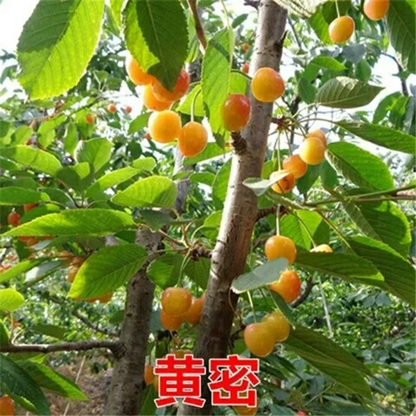 湖北恩施巴劳奈无花果苗多少钱一棵