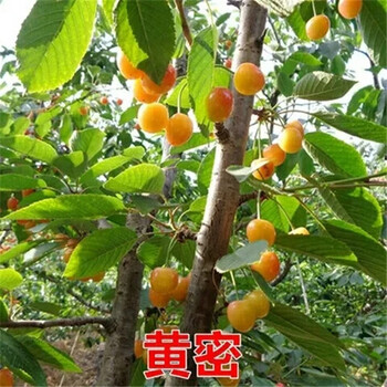 成活率高的丽莎无花果苗