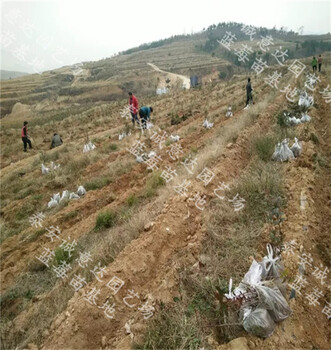 晨阳苹果苗新咨询，晨阳苹果苗丰产种植