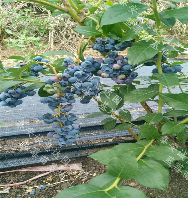 4年生布兰瑞克无花果苗供应，哪里销售布兰瑞克无花果苗