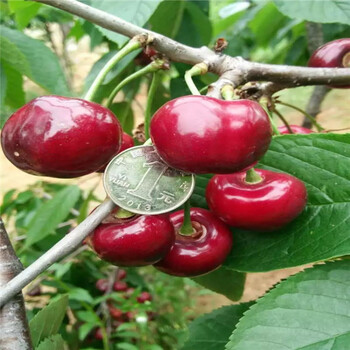 三年藤木苹果苗基地，便宜的藤木苹果苗