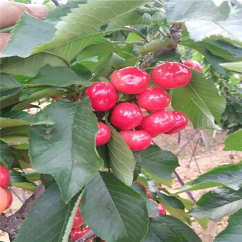 B110无花果苗苗圃报道，B110无花果苗挂果时间