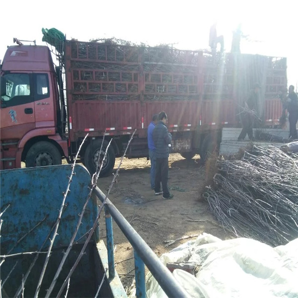 嫁接福丽苹果苗基地咨询，嫁接福丽苹果苗哪里有便宜