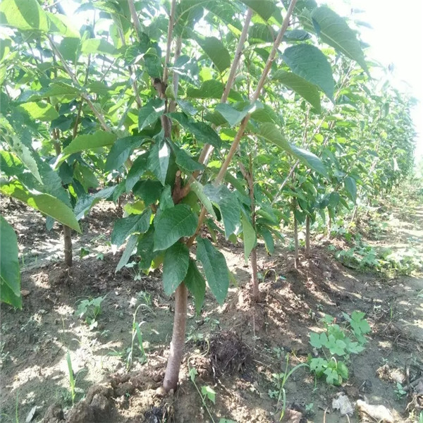 花冠苹果苹果苗育苗批发，花冠苹果苹果苗哪里便宜