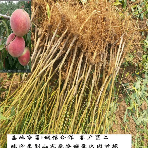 花冠苹果苹果苗栽培办法