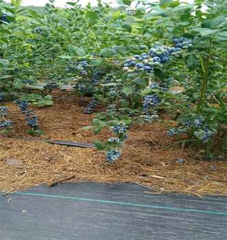 周围哪里有萨米特蓝莓苗,萨米特蓝莓苗2019批发基地