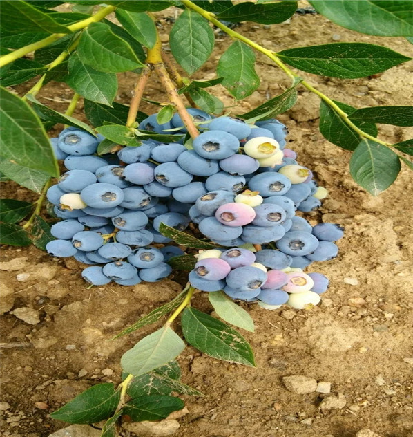 顶峰蓝莓苗品种展示