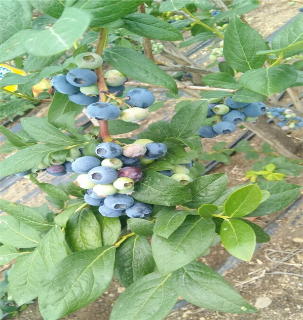 这里便宜80高萨米特蓝莓苗