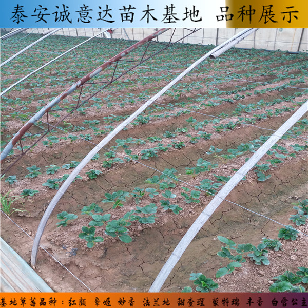 99草莓苗如何挑選