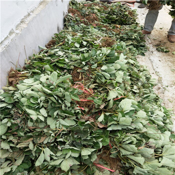 白雪公主草莓苗價錢多少、批發(fā)便宜白雪公主草莓苗