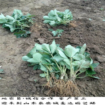 咖啡草莓苗便宜基地