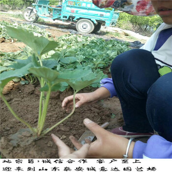 99草莓苗如何挑選