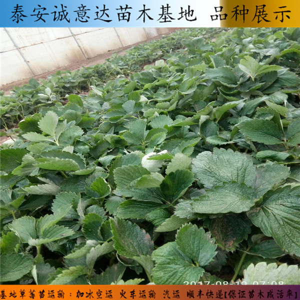 妙香7號草莓苗高標準的