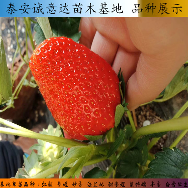 青海奶油草莓苗一棵多少钱