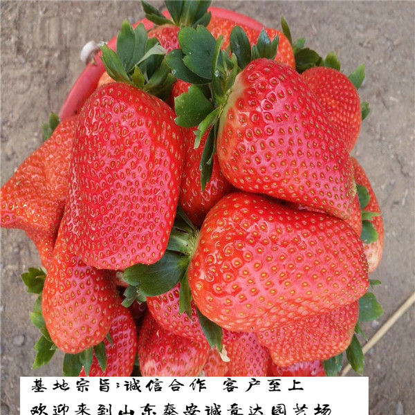 红颜草莓苗怎么卖