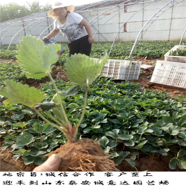 久香草莓苗多少錢一根、2019年秋季便宜久香草莓苗