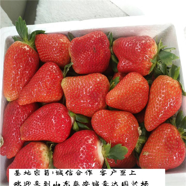 當年結果 高收益隋珠草莓苗,隋珠草莓苗主產區(qū)