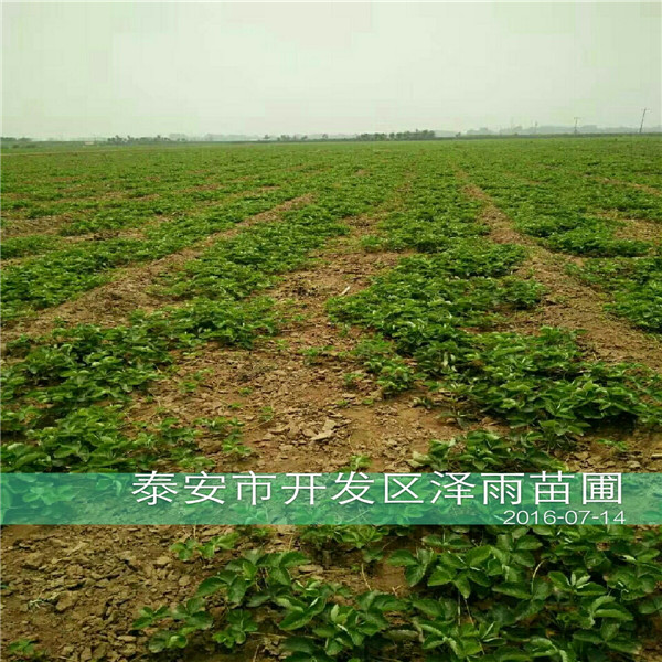 京郊小白草莓苗怎么种植、便宜京郊小白草莓苗苗圃