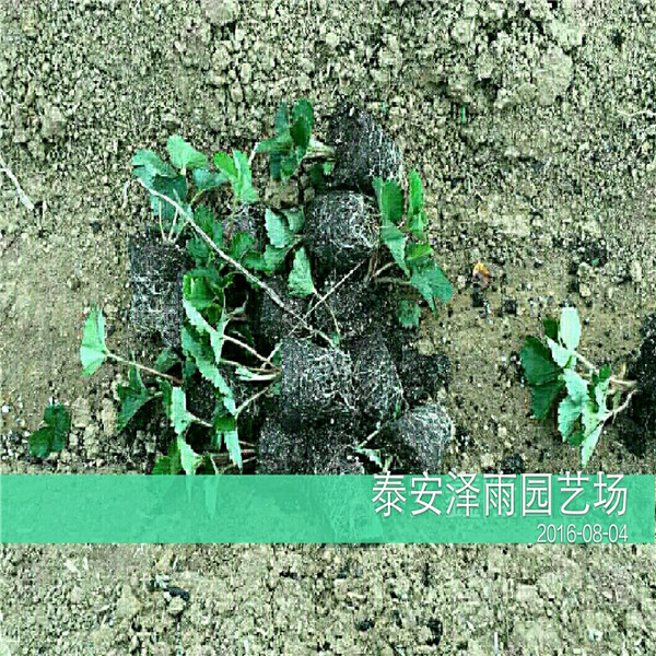 咖啡草莓苗适合种植、咖啡草莓苗结果多 好管理