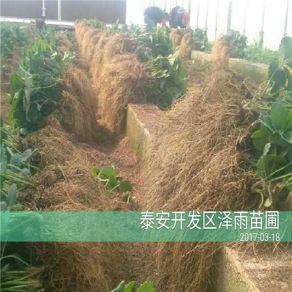 遼寧省2019年秋天華艷草莓苗品種展示