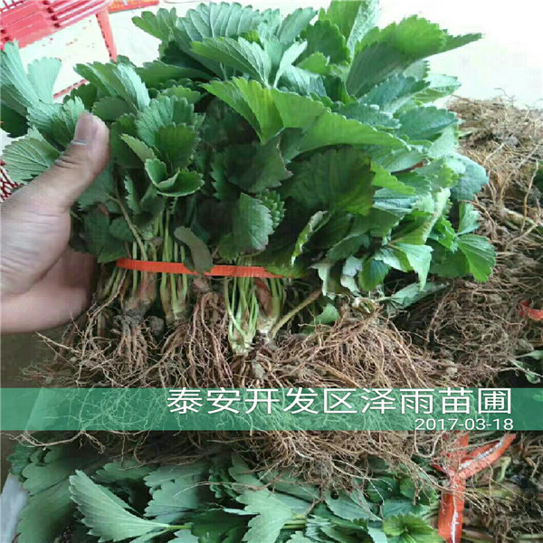 黑龍江省2019年秋季法蘭地草莓苗標準價格