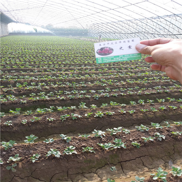 遼寧省2019年秋天華艷草莓苗品種展示