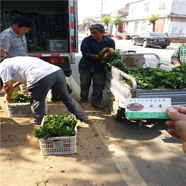 陜西省2019年艷麗草莓苗品種展示