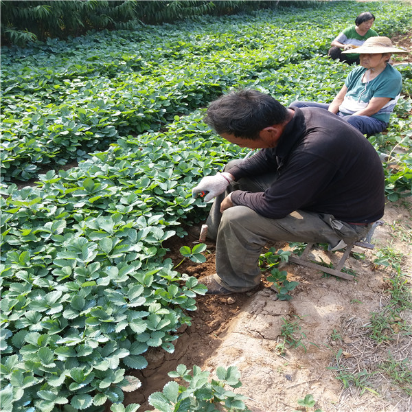 19年红颜草莓苗,红颜草莓苗近基地