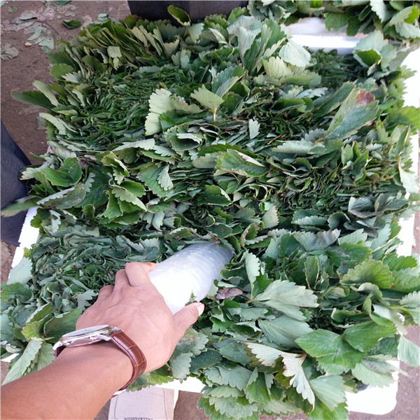 香野草莓苗主要產(chǎn)地、香野草莓苗結(jié)果多 好管理