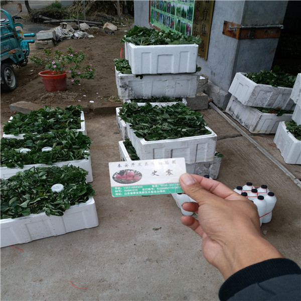 京郊小白草莓苗怎么种植、便宜京郊小白草莓苗苗圃