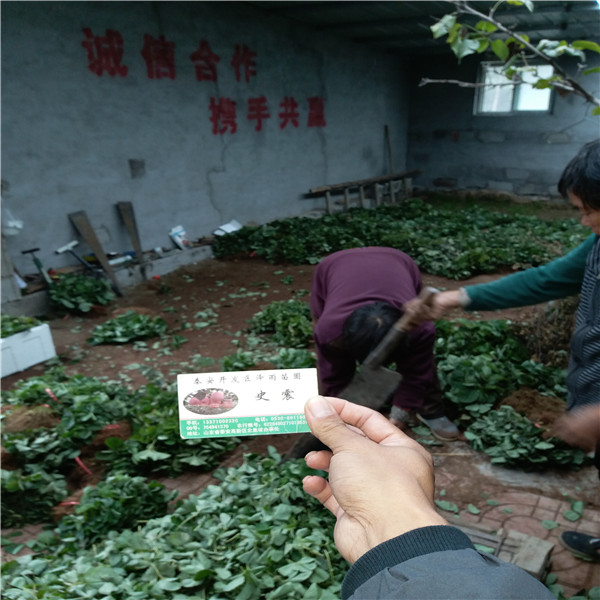 雪丽香草莓苗生产苗圃、雪丽香草莓苗培育中心