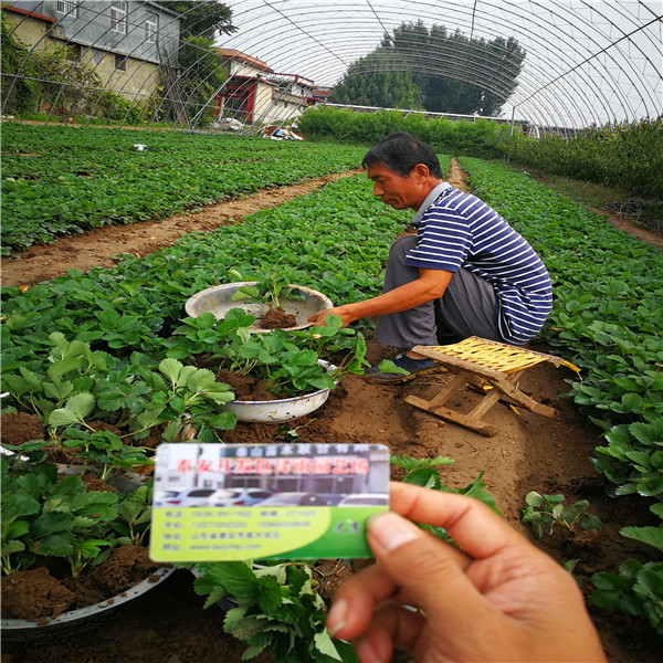 京郊小白草莓苗怎么种植、便宜京郊小白草莓苗苗圃