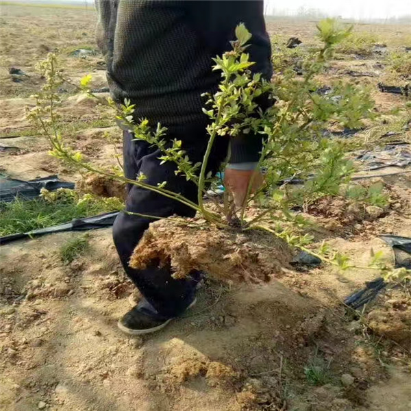 甘肅省比洛克西藍莓苗報價多少