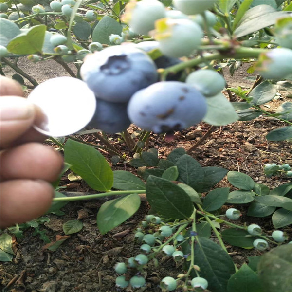 營養(yǎng)杯的（布里吉塔藍(lán)莓苗）哪里有