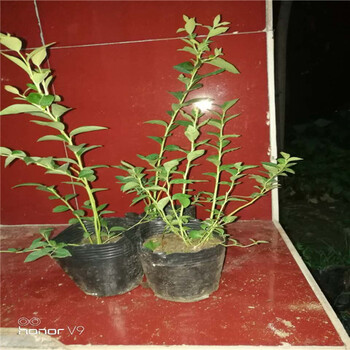 1米高（鉆石藍莓苗）種植技術