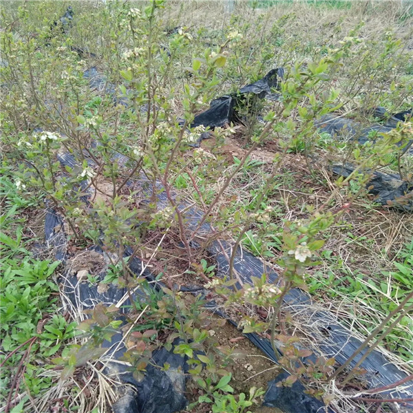 四川省藍莓1號藍莓苗2019年價格