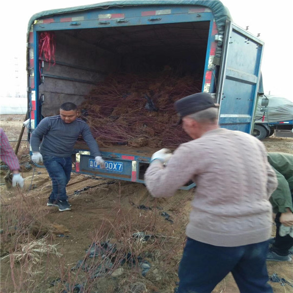 吉林省比乐西蓝莓苗2019批发基地