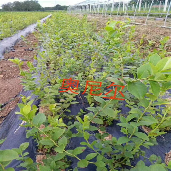 湖南省2019年秋天艷麗草莓苗那里價(jià)格低
