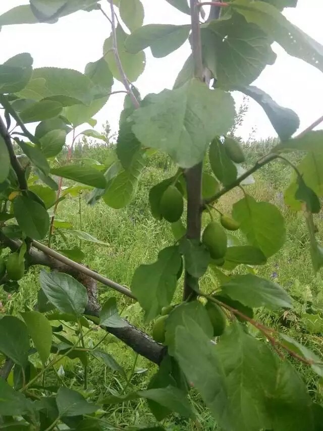 斯坦雷西梅樹(shù)苗行業(yè)動(dòng)態(tài)（山東）