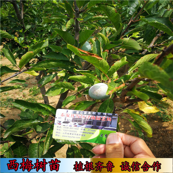 紅喜梅西西梅樹苗基地新報價（江蘇）