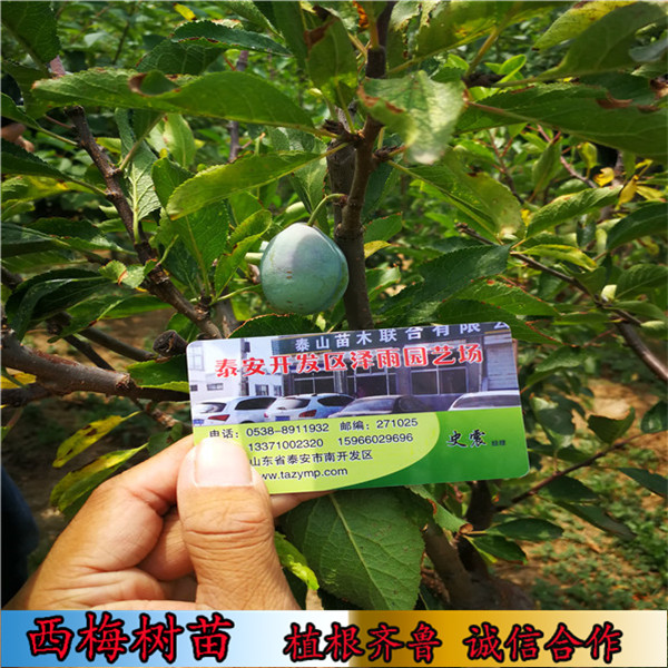 紅喜梅西西梅樹苗哪里有賣的（廣東）